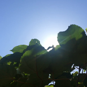 台風一過の画像