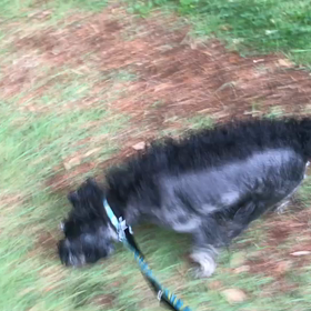 ♪お散歩動画♪代々木公園♪の画像