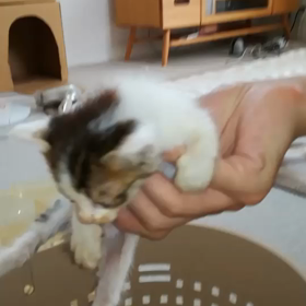 緊急受け入れ！(捨て猫)の画像