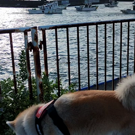 朝散歩微動だにしない未来丸、どうしたものかと思い悩み、ふと車で未来丸の好きな所へ連れて行く事を思の画像