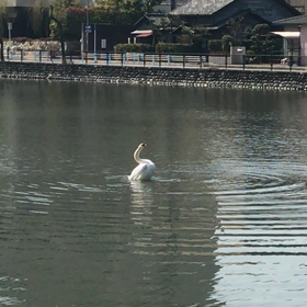 白鳥の画像