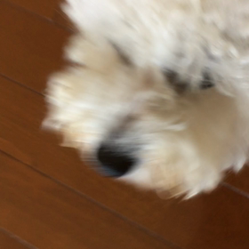 そんなきみがすき。の画像