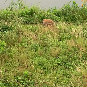 今日の早朝うさんぽの画像