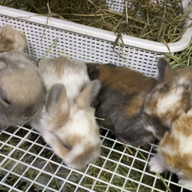 ぎゅうぎゅうの画像