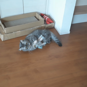 ねこちゃんの画像