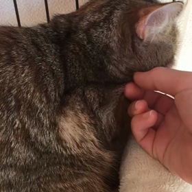 里親様募集中！すももちゃんの画像