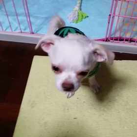 芸達者まるもちんpart１の画像