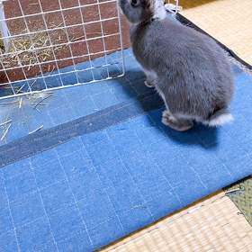 これからの画像