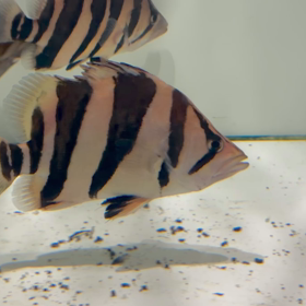 シャムバンスラッシュバンドご成約！！の画像