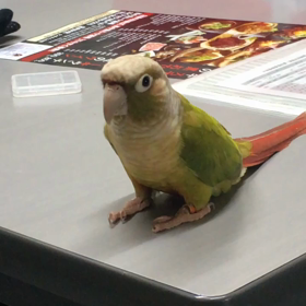 シナモン君家出の画像