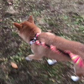 ♪お散歩動画♪代々木公園♪の画像