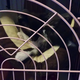 優しいれいちゃんの画像