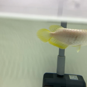 ★ バンジャールレッドアロワナ！★の画像