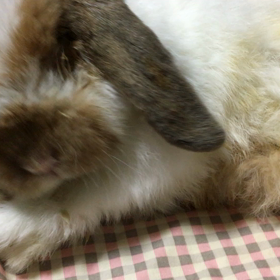 夜食のちんげんさい！の画像