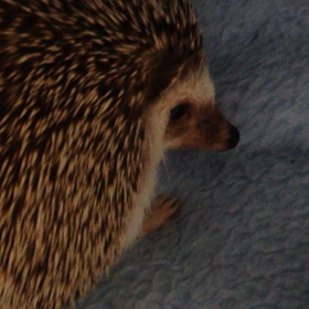 たぬさん、完熟バナナは好きですか？の画像