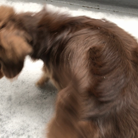 雪だぁ〜(*'▽'*)の画像