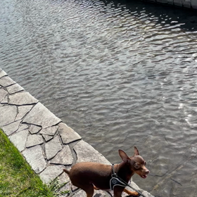 母の日･･･の画像