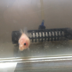 食いしん坊過ぎるっ(*´﹃｀*)の画像