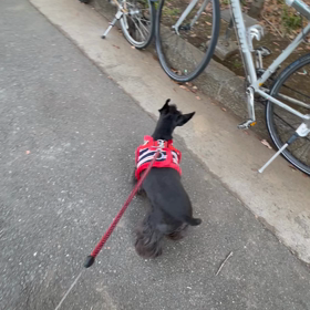 お久しぶりですの画像