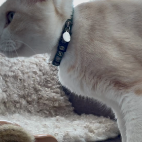 水が飲みたいから起こしに来る猫の画像