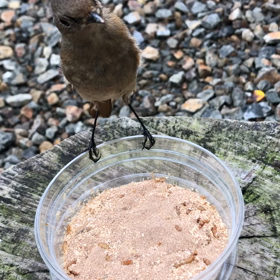 ジョウビタキ㉜『ジョビのどあっぷ』の画像