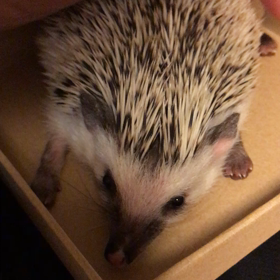 ごましお君 なでなでの画像