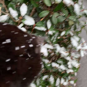 雪が降りました！の画像
