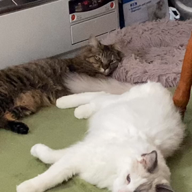 親知らず抜歯しますの画像