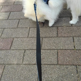 散歩にいったよーの画像