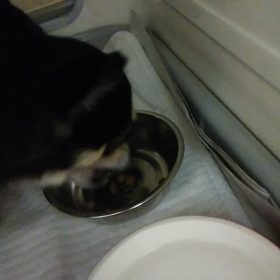 お泊まり　りんちゃん、ソラくんの画像