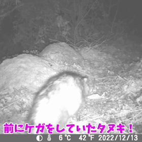 すぎぴたんの事件簿シーズン3　148話（完治したタヌキ）の画像