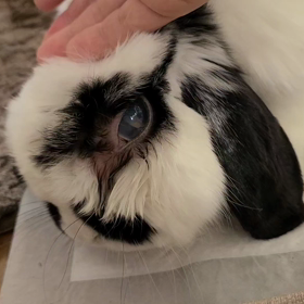 クッキー、キャンディー、チェリーの様子。の画像