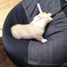 掃除機とコロコロの画像