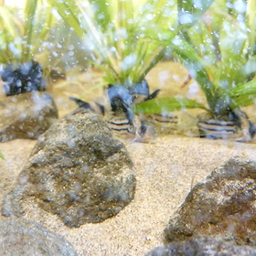 水流は背ビレを育てる！の画像