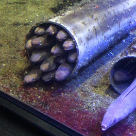 ★〜【本当やねぇ  わからんでもないけど】イカの画像