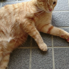 大物？片目のロックの画像