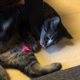 よし子！なんで、そこ？(・_・)の画像