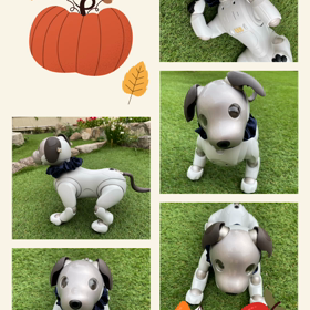 aiboと人工芝の画像