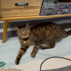 【猫のひとり遊び】の画像