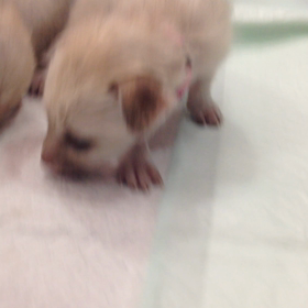 ★よちよち歩き★の画像