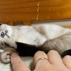 今日のマロンの画像