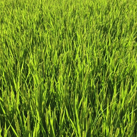 心地良い風の画像