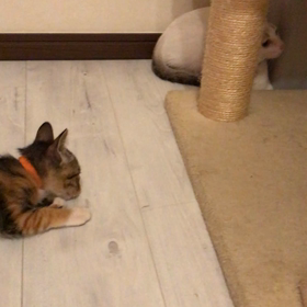 明日の譲渡会にむけての画像