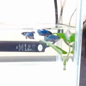 メスの稚魚たちギューギューに集まって可愛いの画像