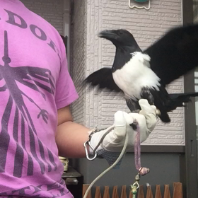 パンダカラスの夢烏(むう)ちゃんの画像