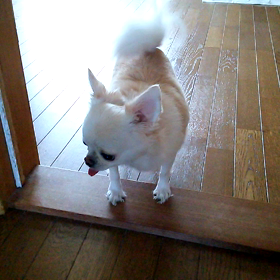 のんちゃん我慢の子の画像