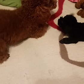 ナナvsデビごろ太の画像