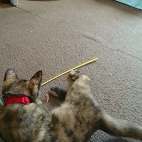 麦は、稼働が早い‼の画像