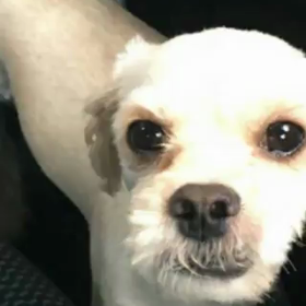 親子よりの画像