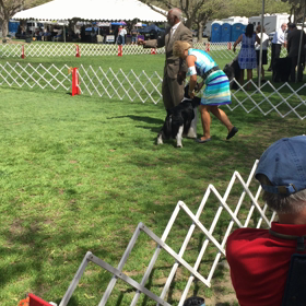 ▶︎AKCドッグショー2の画像